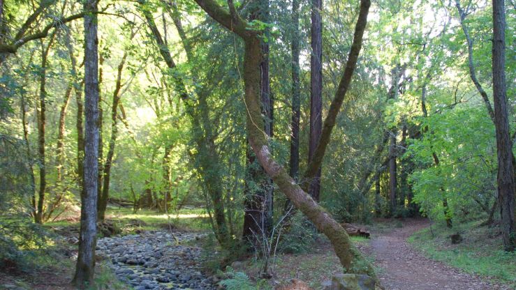 Explore Bothe-Napa Valley State Park